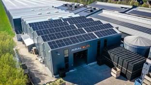 Mirial Tulips - 436 m²