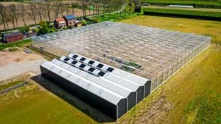 Bambusgärtnerei Hoekse Waard – 5.184 m²