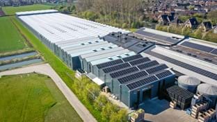 Mirial Tulips - 436 m²